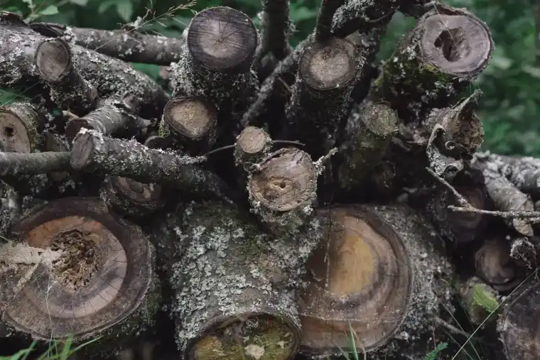 Heap of cut limbs and trunk sections with pale sawn ends stacked for hauling