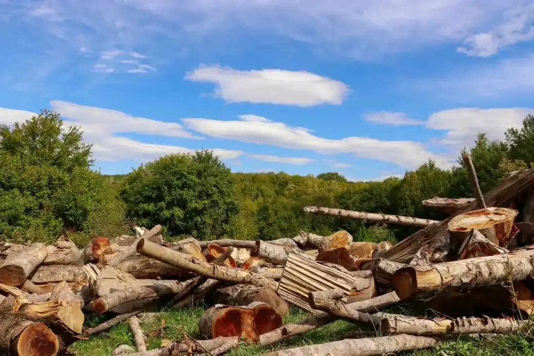 Large pile of cut logs and brush stacked in a clearing under a bright blue sky