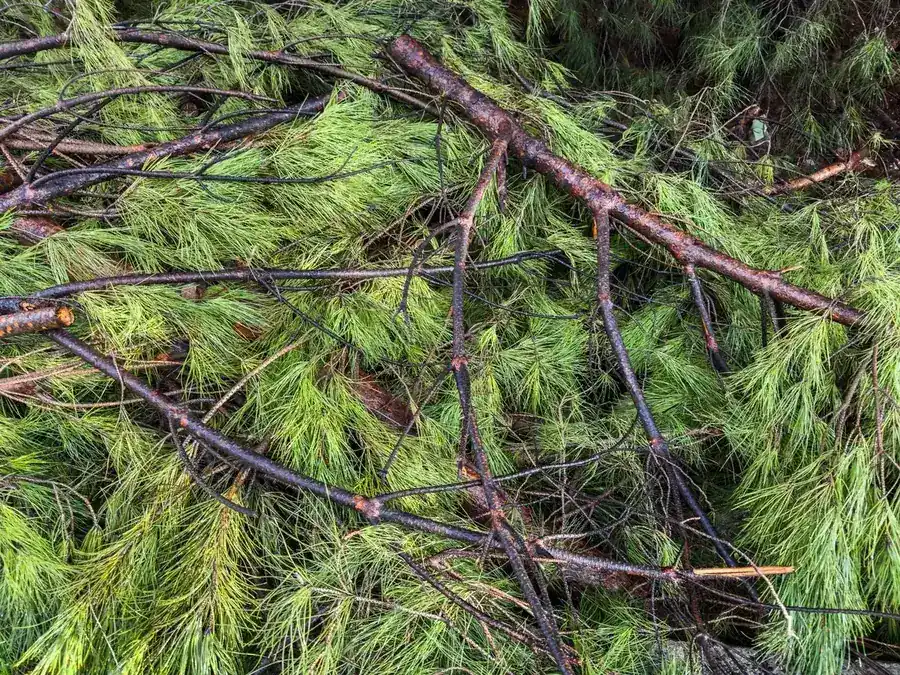 Freshly cut evergreen limbs piled with the needles still green, ready for chipping