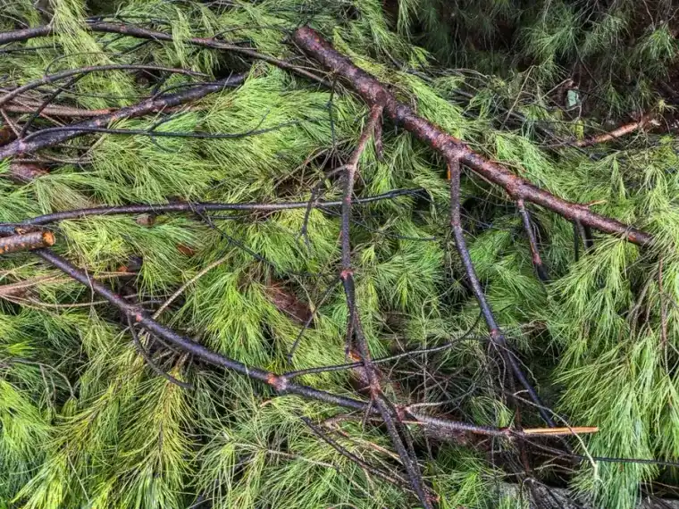 Freshly cut evergreen limbs piled with the needles still green, ready for chipping