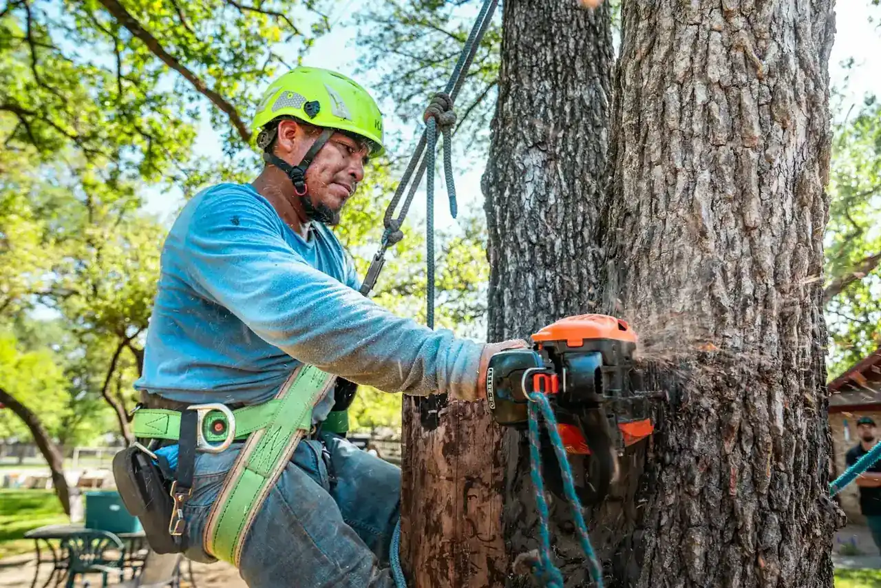 Climber in a green climbing helmet and safety harness cutting into a large tree trunk with an orange chainsaw while roped into the canopy