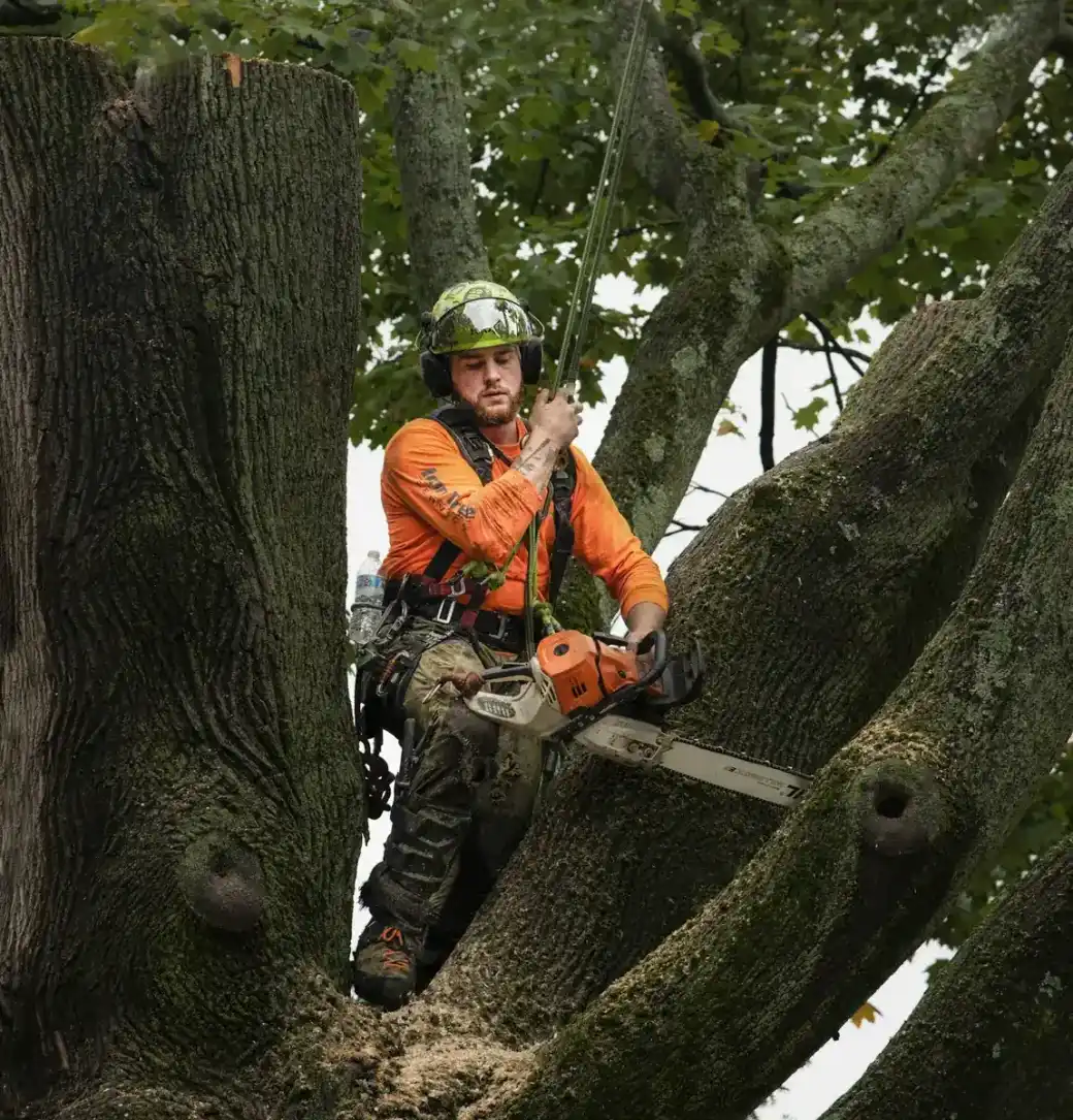 Climber in orange protective chaps and helmet seated in the crotch of a mature hardwood with a chainsaw