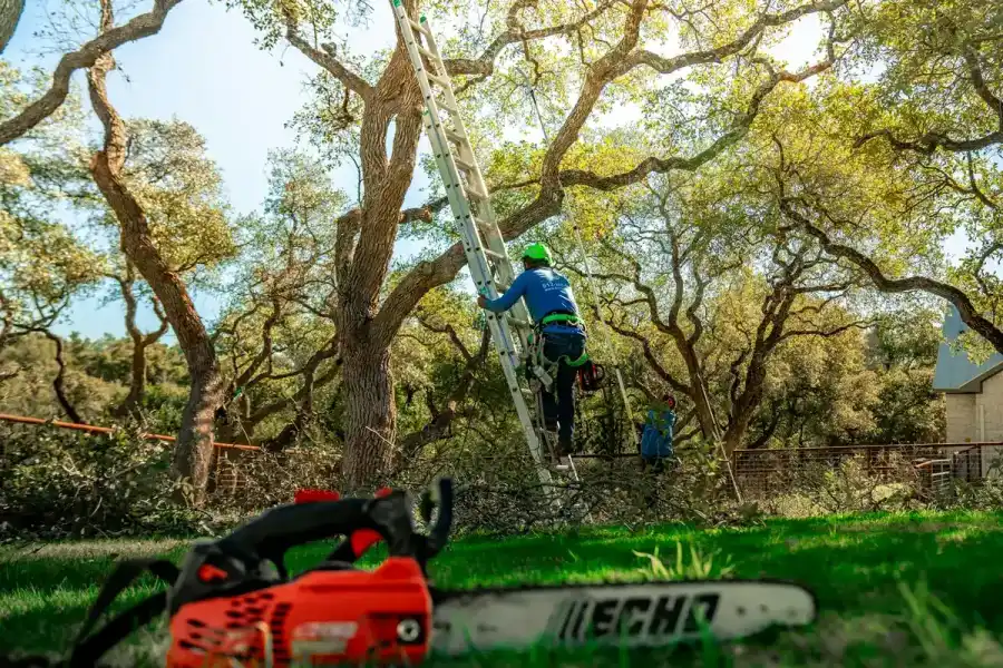 Chainsaw staged in the grass in the foreground while a climber works up an extension ladder into an oak