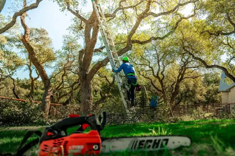 Chainsaw staged in the grass in the foreground while a climber works up an extension ladder into an oak
