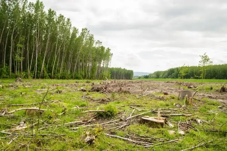 Cleared acreage covered in shredded slash and stumps with the remaining tree line behind