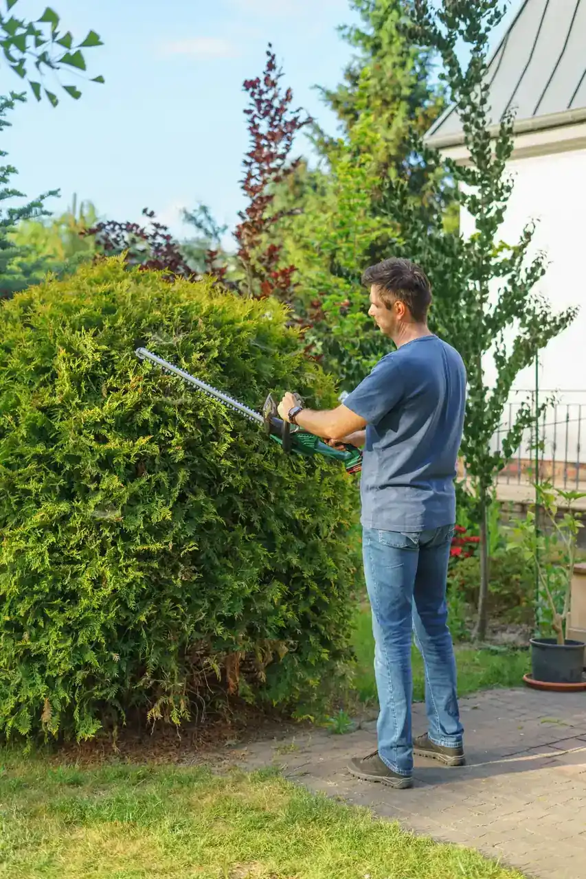 Man shaping a tall arborvitae hedge with a powered hedge trimmer in a back yard