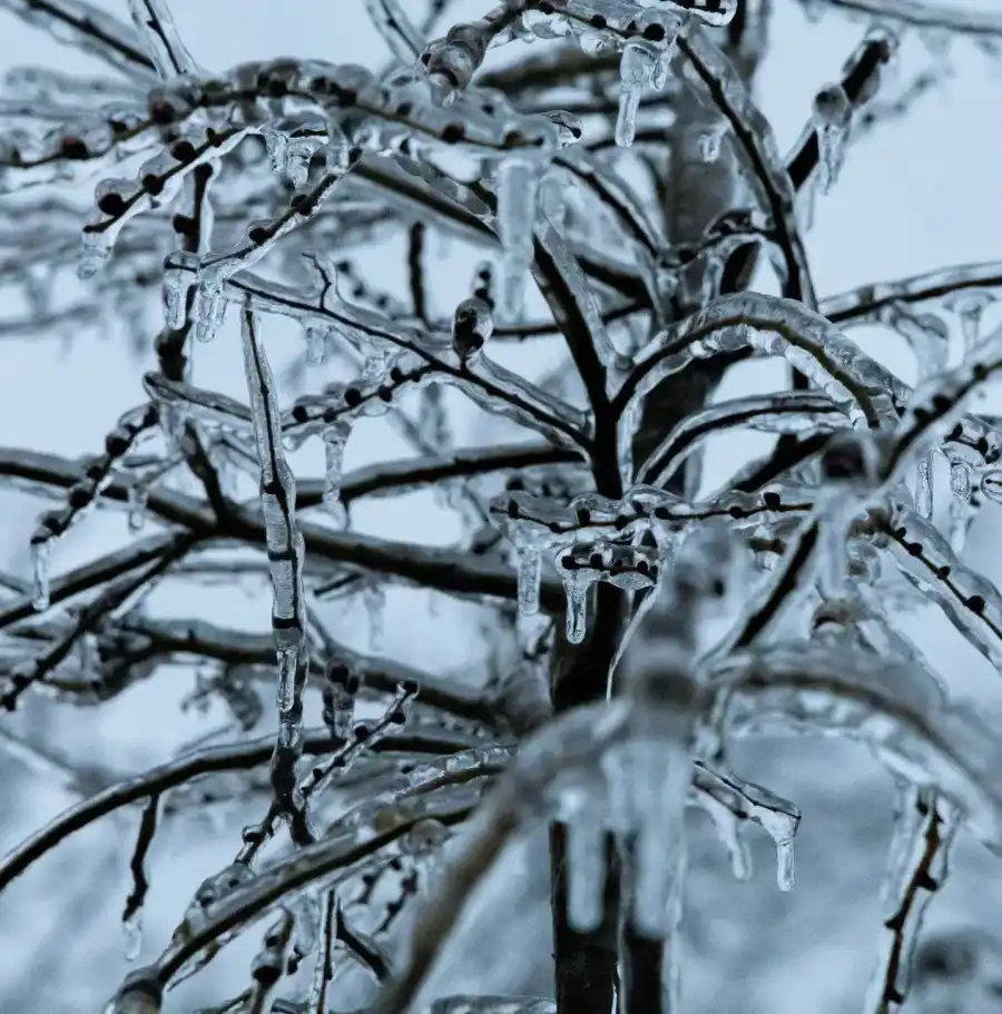 Bare branches sheathed in a thick glaze of clear ice with icicles hanging from every twig