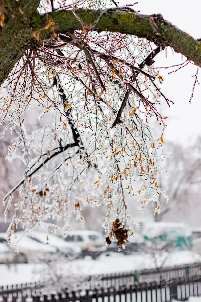 Ice-loaded tree limbs bending low over a street after a freezing rain event