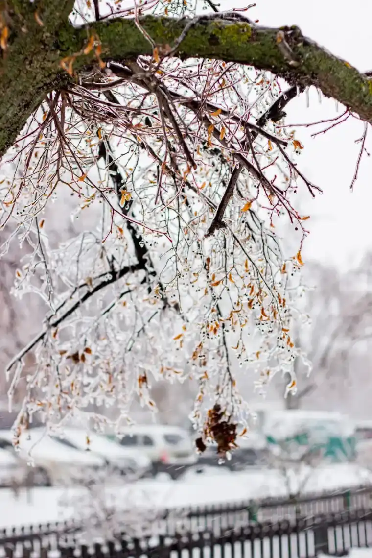 Ice-loaded tree limbs bending low over a street after a freezing rain event