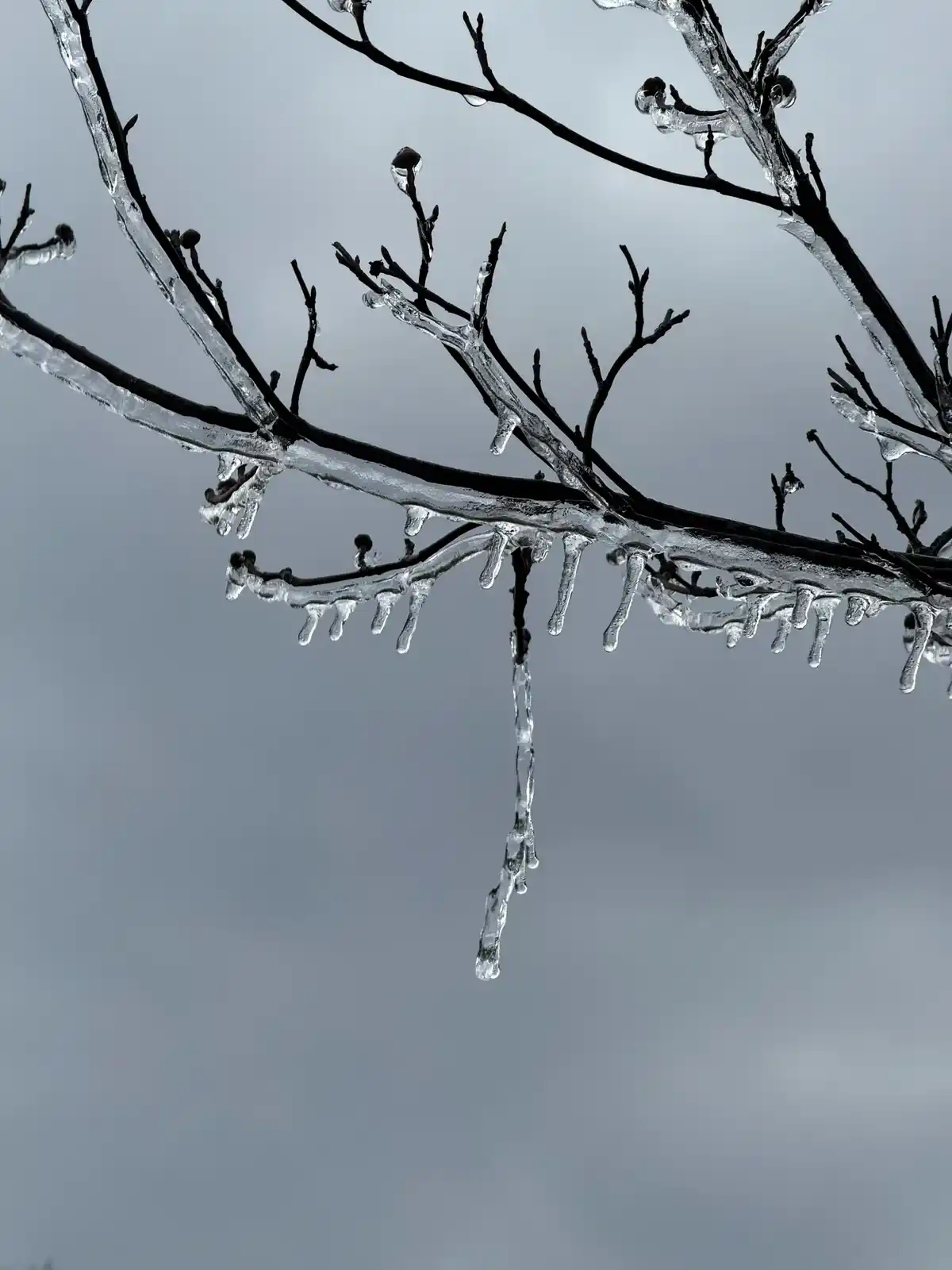 Long icicle hanging from an ice-encased branch against an overcast winter sky