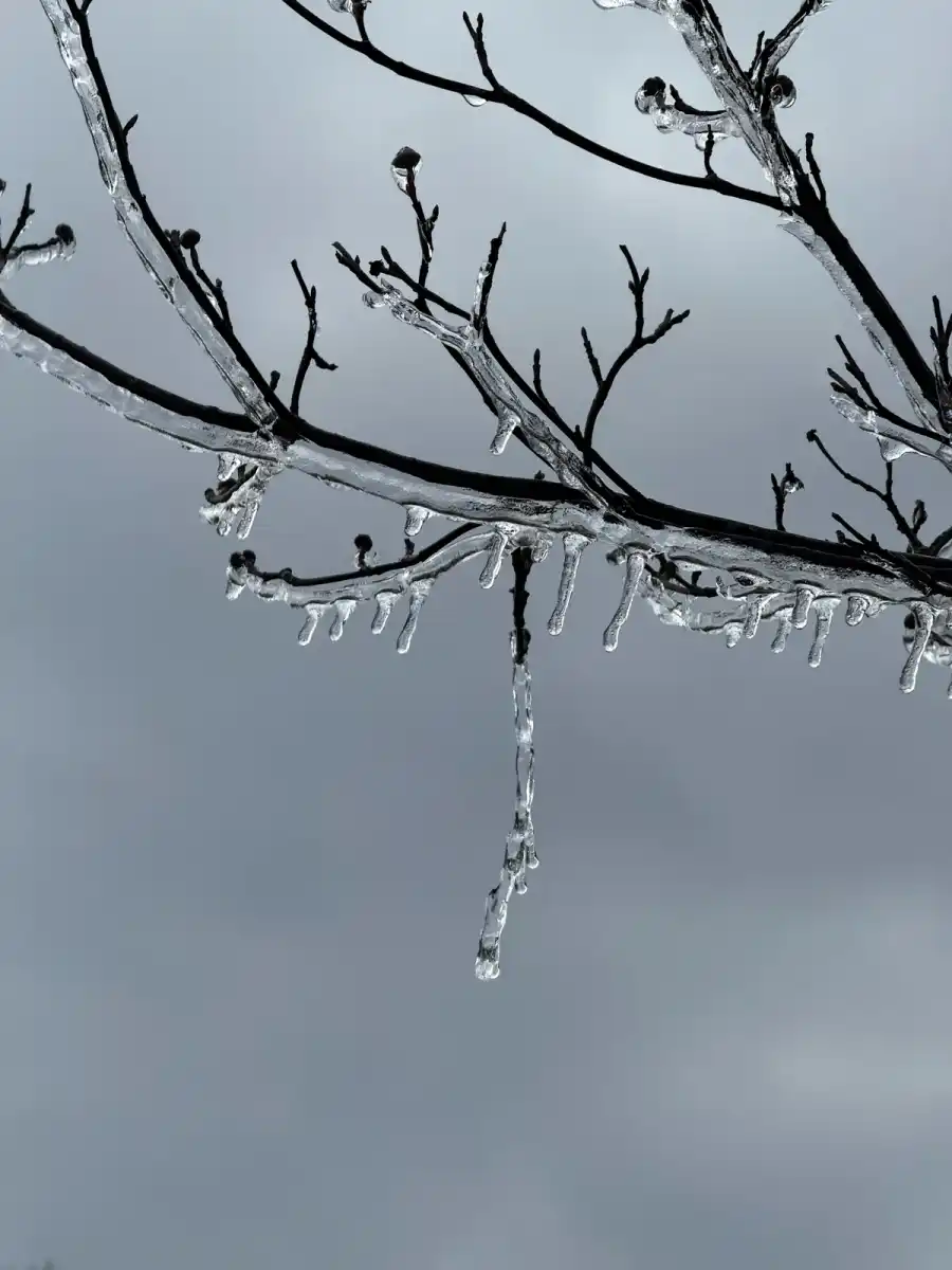 Long icicle hanging from an ice-encased branch against an overcast winter sky