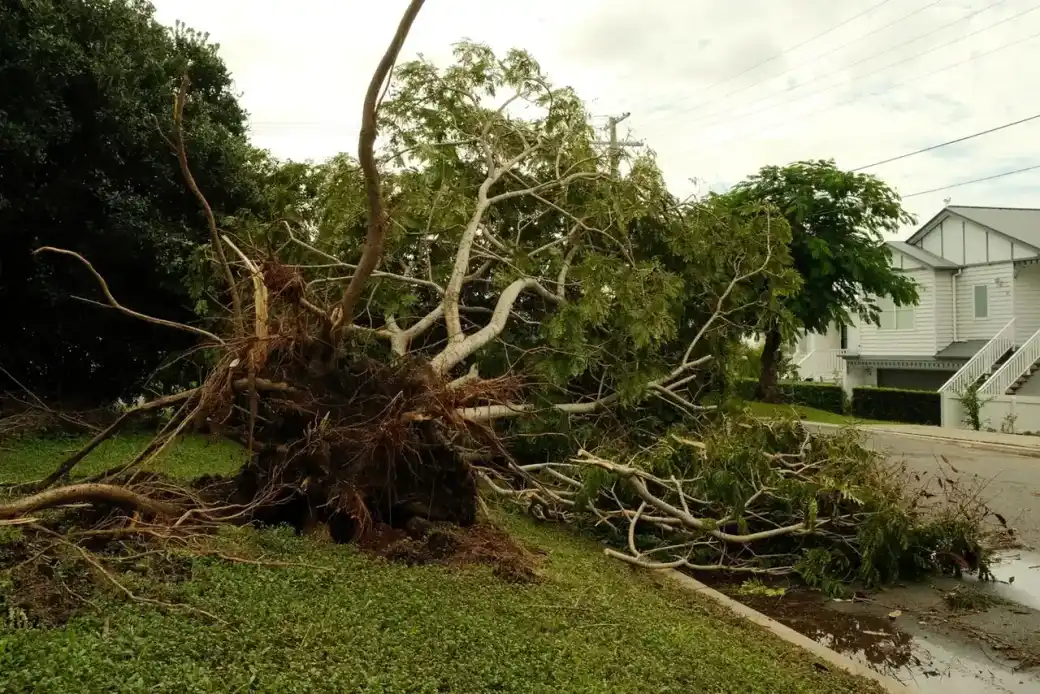 Uprooted shade tree lying across a residential street with its root plate torn out of the parkway