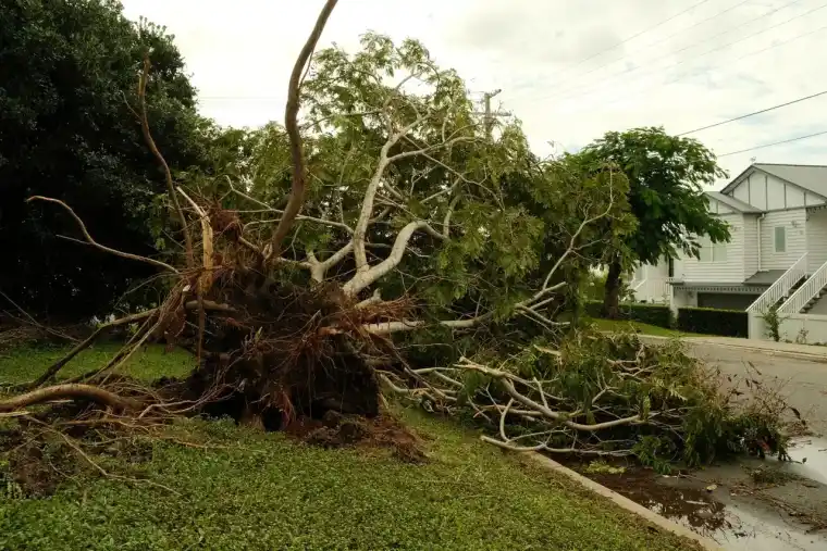 Uprooted shade tree lying across a residential street with its root plate torn out of the parkway