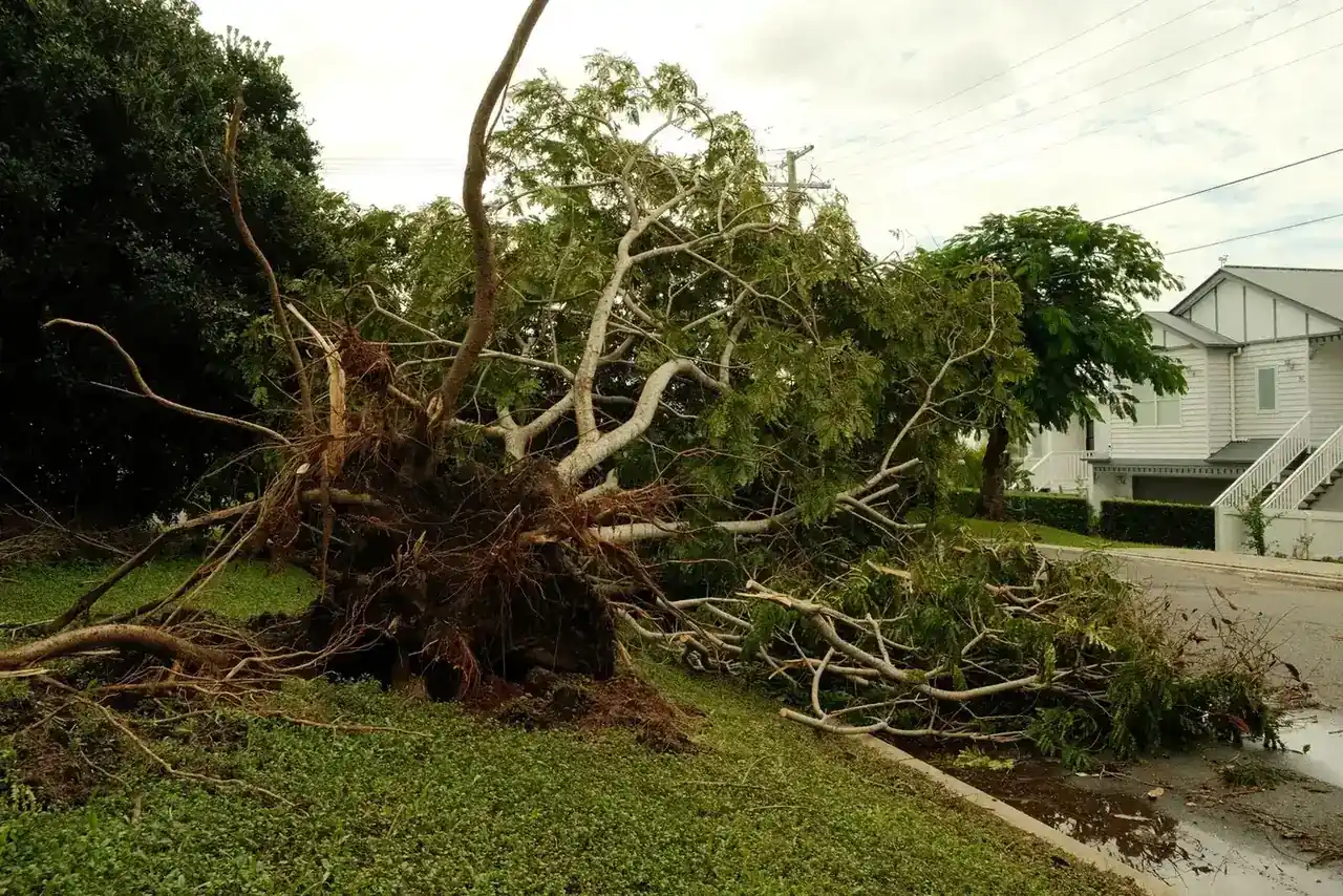 Uprooted shade tree lying across a residential street with its root plate torn out of the parkway