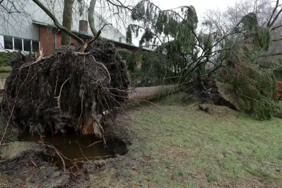 Large evergreen blown over in a yard with the full root plate lifted out of saturated ground