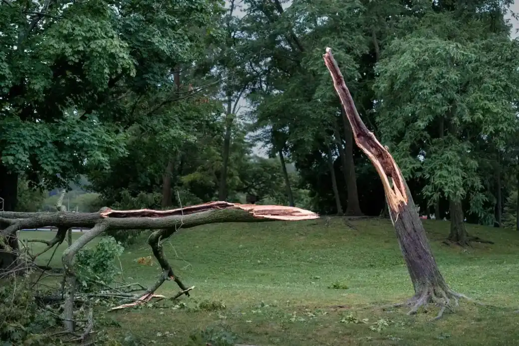 Trunk snapped off partway up with the broken top lying on the grass after a storm