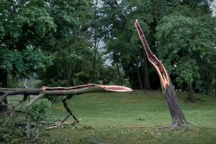 Trunk snapped off partway up with the broken top lying on the grass after a storm