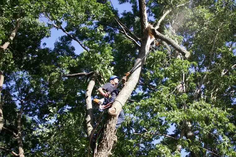Kindred Tree Services crew clearing cut limbs from the work area