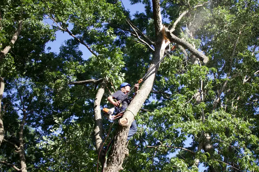 Kindred Tree Services crew clearing cut limbs from the work area