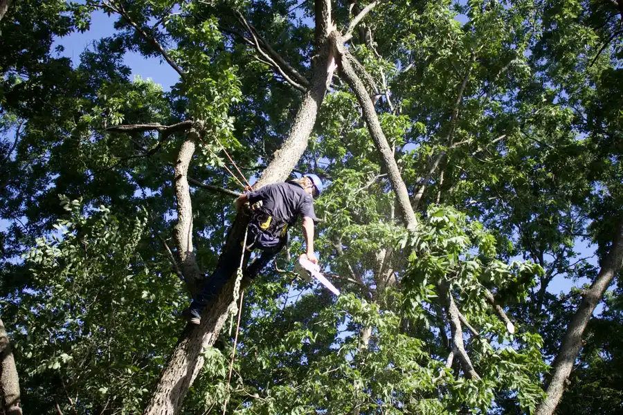 Kindred Tree Services crew sectioning a trunk with a chainsaw