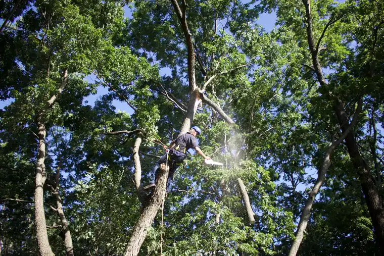 Kindred Tree Services crew on site during a tree job