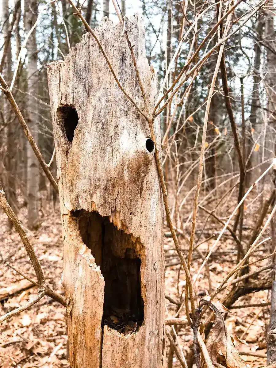 Hollow decay cavity opened up in the trunk of a dying hardwood