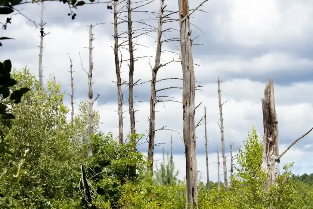 Stand of bare dying trees with no leaf cover standing among healthy green growth