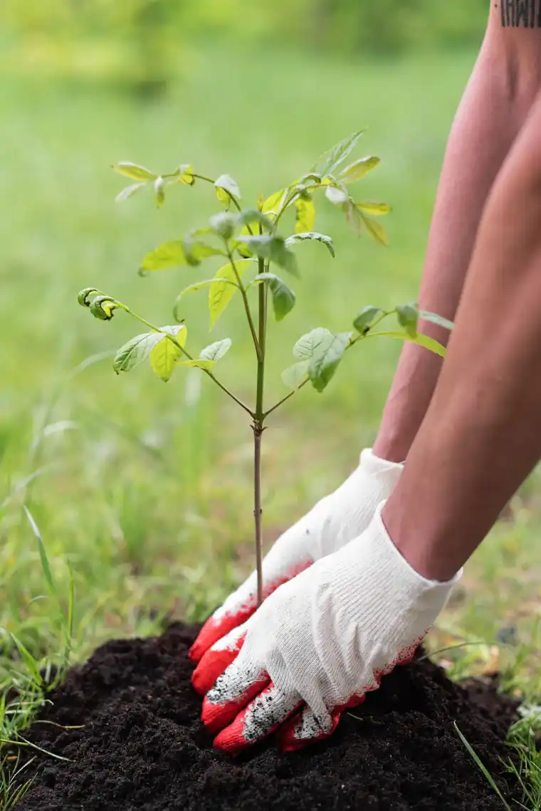 Gloved hands firming dark soil around the base of a newly planted young tree