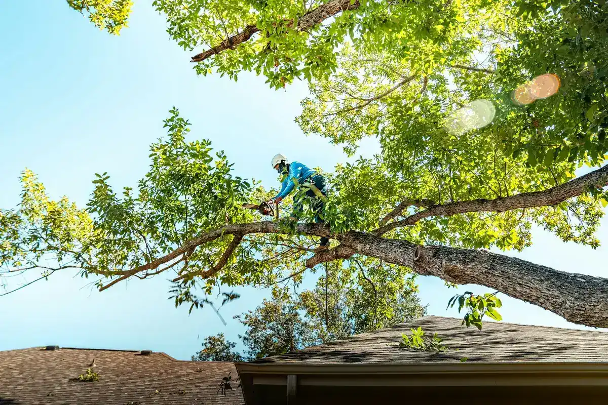 Climber roped into the canopy taking a long limb off a shade tree above a house roof