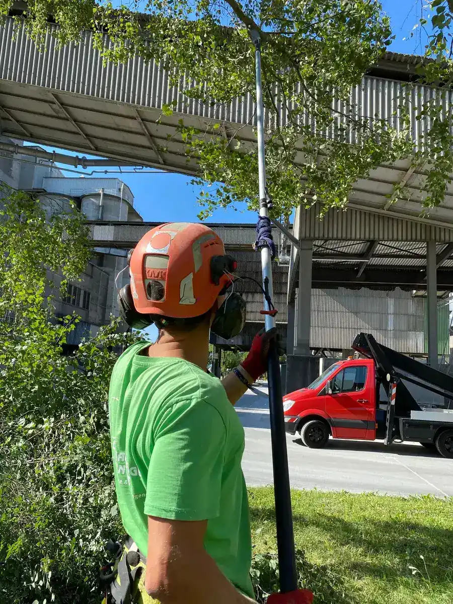 Worker in a helmet reaching up with a pole saw to make a reduction cut in a canopy