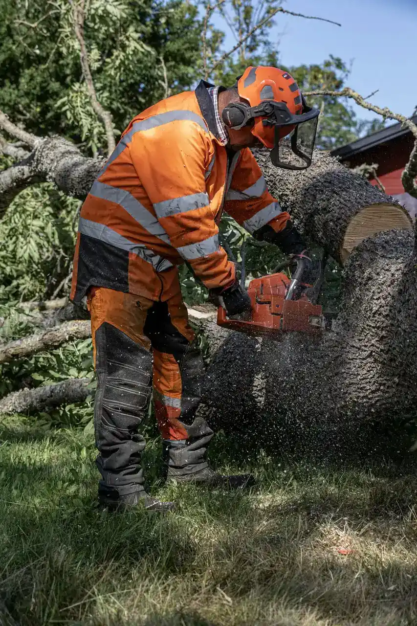 Two workers in orange cut-resistant gear sectioning a large felled trunk with chainsaws as sawdust sprays