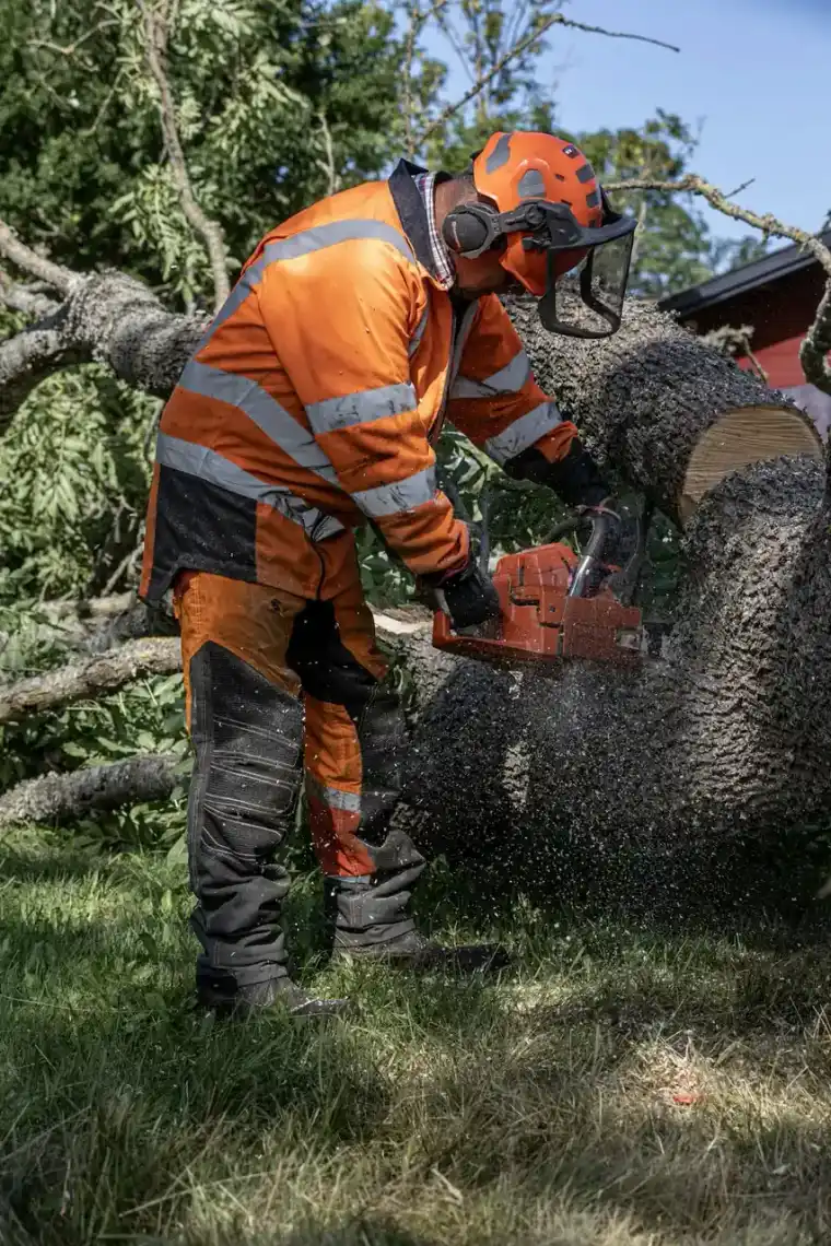 Two workers in orange cut-resistant gear sectioning a large felled trunk with chainsaws as sawdust sprays